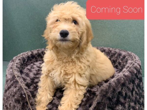 Miniature Goldendoodle-DOG-Male-Golden-5807-Petland San Antonio, TX