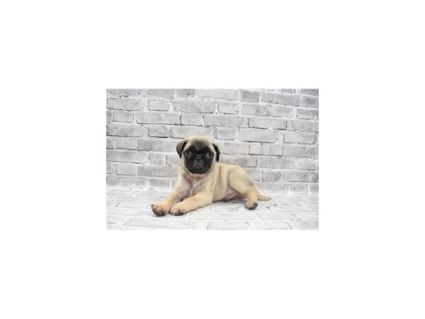 Pug-DOG-Male-Fawn-5811-Petland San Antonio, TX