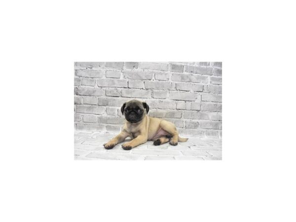 Pug DOG Female Fawn 5812 Petland San Antonio, TX