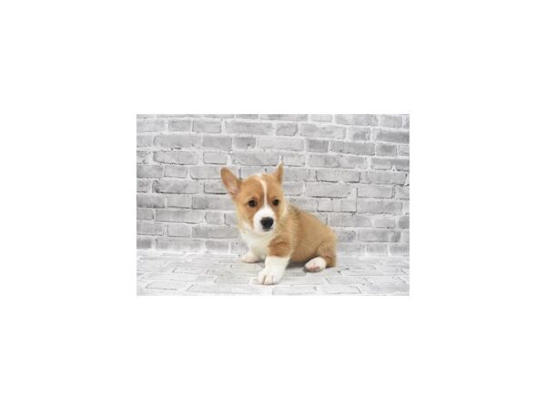 Pembroke Welsh Corgi-DOG-Female-Red-5810-Petland San Antonio, TX