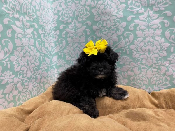 Eskipoo-DOG-Female-blk & tn wh mkgs-5815-Petland San Antonio, TX