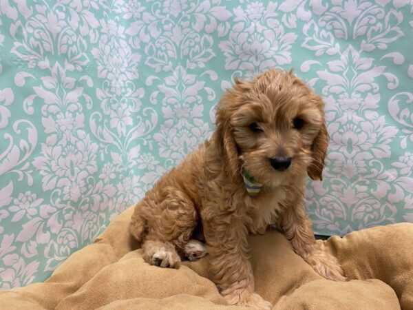 Cava Poo-DOG-Male-rby, wh mkgs-5817-Petland San Antonio, TX