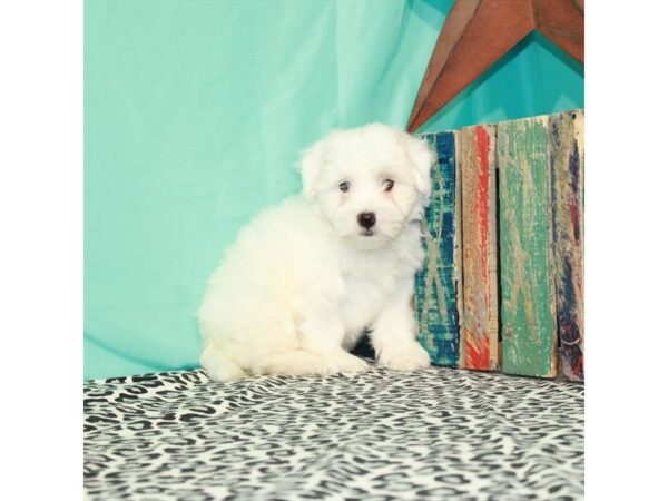 Havanese-DOG-Male-21420-01-5818-Petland San Antonio, TX