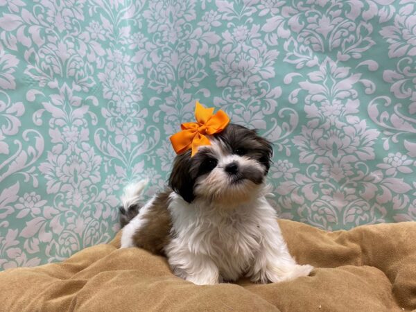 Shih Tzu-DOG-Female-wh & gld parti-5819-Petland San Antonio, TX