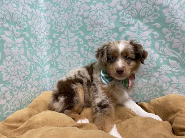 Australian Shepherd-DOG-Male-rd mlr wh mkgs tan pts-5820-Petland San Antonio, TX