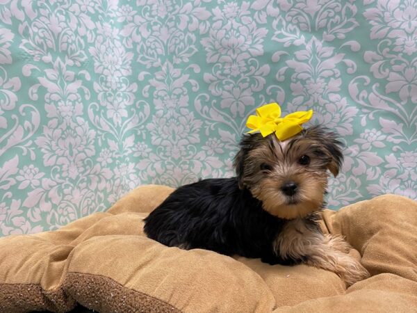 Yorkshire Terrier-DOG-Female-blk & tn-5822-Petland San Antonio, TX