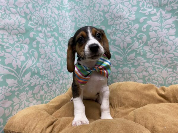 Beagle DOG Male blk wh & tn 5823 Petland San Antonio, TX