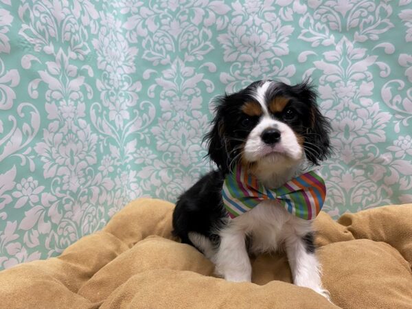 Cavalier King Charles Spaniel-DOG-Male-tri-5826-Petland San Antonio, TX