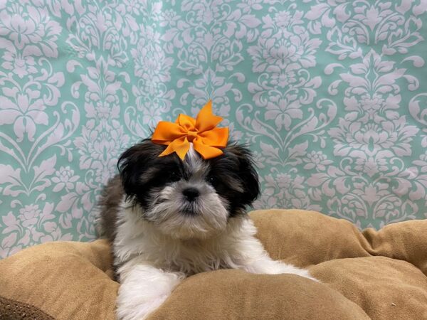 Shih Tzu-DOG-Female-blk & wh-5789-Petland San Antonio, TX