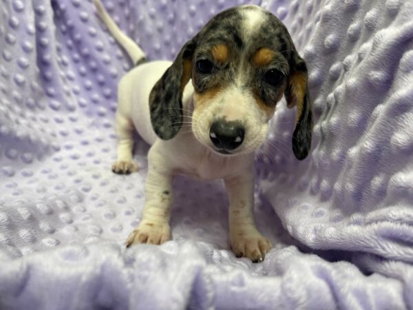 Dachshund-DOG-Female-Silver Sapple-5839-Petland San Antonio, TX