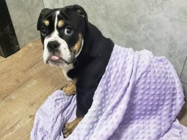 English Bulldog DOG Female Tri 5841 Petland San Antonio, TX