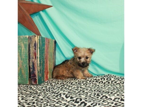 Cairn Terrier-DOG-Female-Wheaten-5844-Petland San Antonio, TX