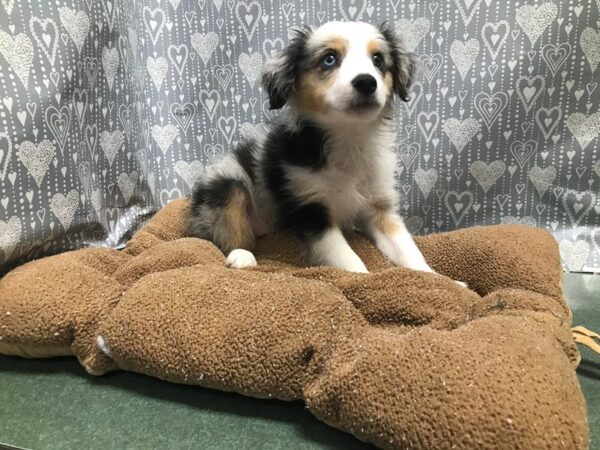 Miniature Australian Shepherd-DOG-Male-blue tri-5824-Petland San Antonio, TX