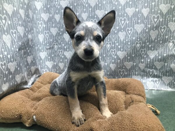 Australian Cattle Dog DOG Female bl 5828 Petland San Antonio, TX