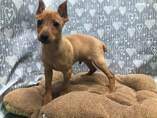 Miniature Pinscher DOG Male rd 5829 Petland San Antonio, TX