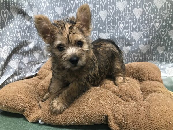 Cairn Terrier-DOG-Male-whtn-5830-Petland San Antonio, TX