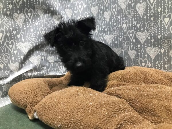 Scottish Terrier DOG Male blk 5831 Petland San Antonio, TX