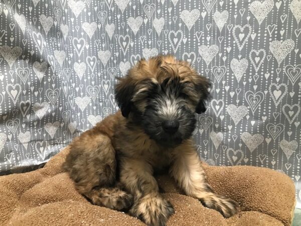 Soft Coated Wheaten Terrier DOG Female whtn 5832 Petland San Antonio, TX