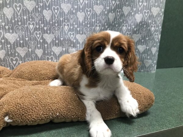 Cavalier King Charles Spaniel-DOG-Female-bheim & wh-5833-Petland San Antonio, TX