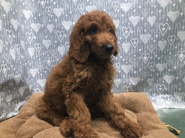 Goldendoodle-DOG-Male-rd-5836-Petland San Antonio, TX