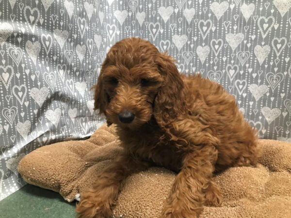 Goldendoodle-DOG-Female-rd-5837-Petland San Antonio, TX