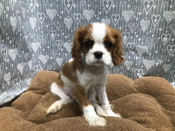 Cavalier King Charles Spaniel-DOG-Male-bheim, wh-5838-Petland San Antonio, TX