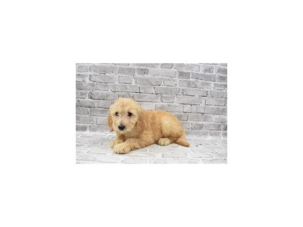 Mini Goldendoodle-DOG-Female-Golden-5843-Petland San Antonio, TX