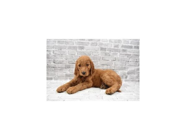 Goldendoodle 2nd Gen DOG Male Red 5842 Petland San Antonio, TX