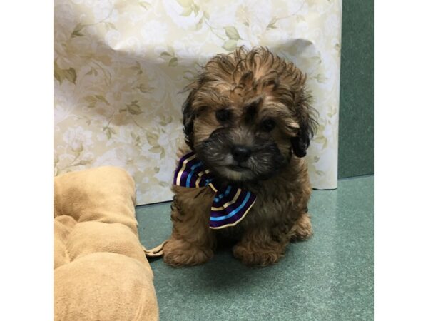 Shipoo DOG Male gld 5845 Petland San Antonio, TX