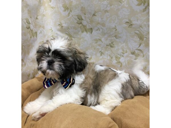 Pekashitz-DOG-Male-wh & gld parti-5846-Petland San Antonio, TX