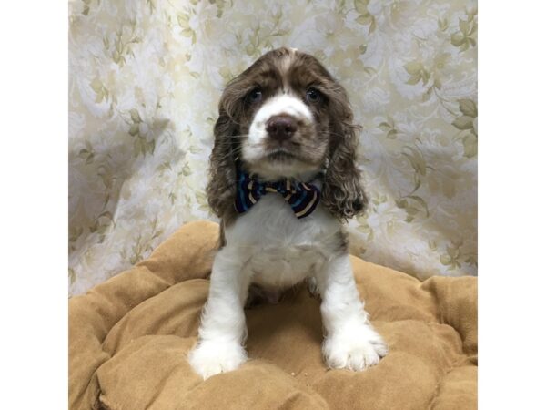 Cocker Spaniel-DOG-Male-chlt, rn, parti-5847-Petland San Antonio, TX