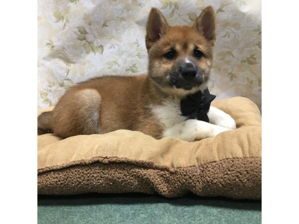 Shiba Inu-DOG-Male-rd sesme, wh mkgs-5848-Petland San Antonio, TX