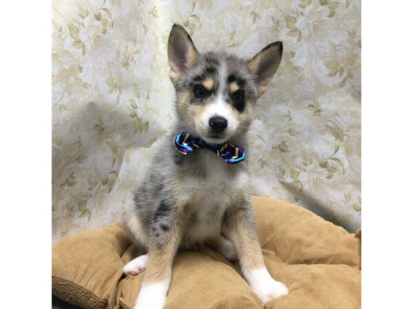 Pomsky DOG Male bl mrl 5850 Petland San Antonio, TX