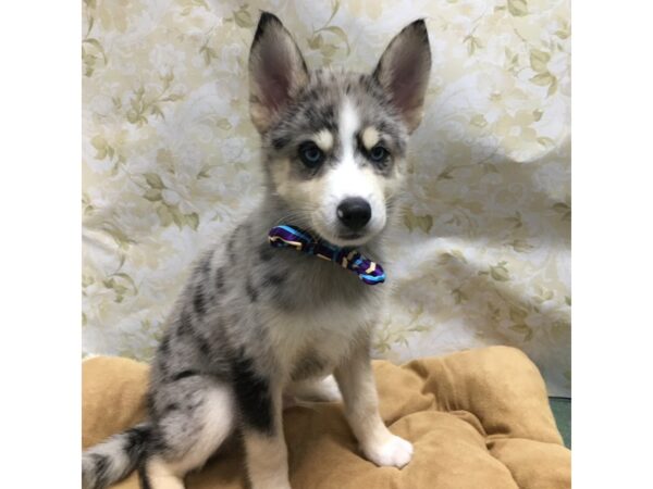 Pomsky-DOG-Male-bl mrl-5851-Petland San Antonio, TX