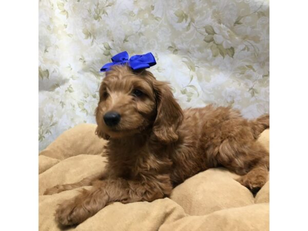 F1B Mini Goldendoodle-DOG-Female-rd-5852-Petland San Antonio, TX