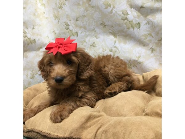 F1B Mini Goldendoodle-DOG-Female-rd-5853-Petland San Antonio, TX