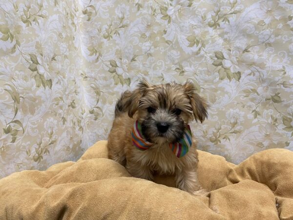 Morkie-DOG-Male-gld-5856-Petland San Antonio, TX