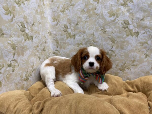 Cavalier King Charles Spaniel DOG Male bhein & wh 5858 Petland San Antonio, TX