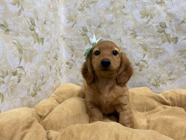 Dachshund-DOG-Female-red-5859-Petland San Antonio, TX