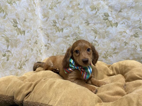 Dachshund-DOG-Male-red-5860-Petland San Antonio, TX