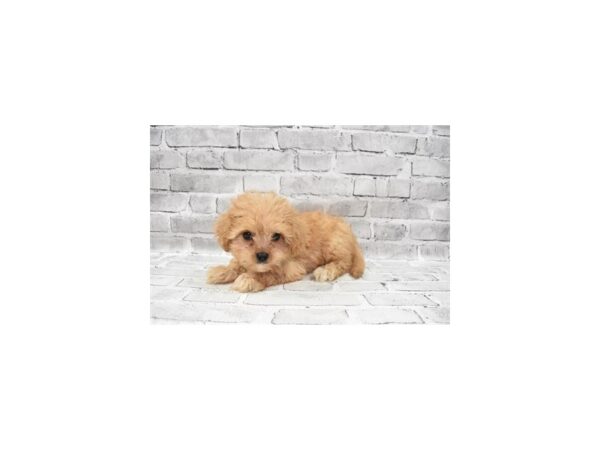 Cavachon DOG Female Cream 5862 Petland San Antonio, TX