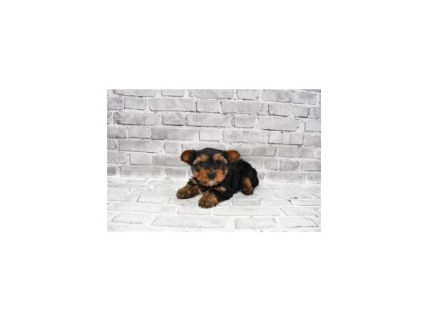 Yorkshire Terrier-DOG-Male-Black and Tan-5865-Petland San Antonio, TX