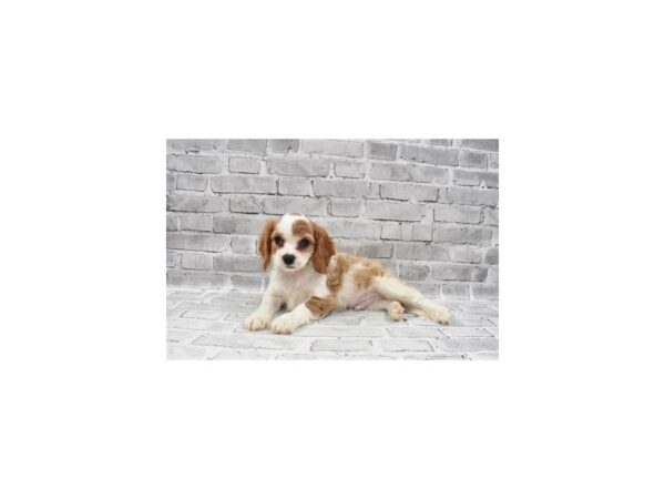 Cavalier King Charles Spaniel-DOG-Male-Blenheim-5863-Petland San Antonio, TX