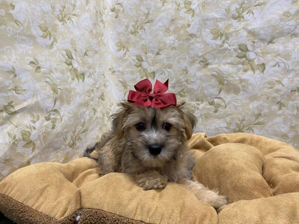 Morkie-DOG-Female-gld-5869-Petland San Antonio, TX