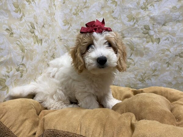 Goldendoodle-DOG-Female-wh tn pts-5872-Petland San Antonio, TX