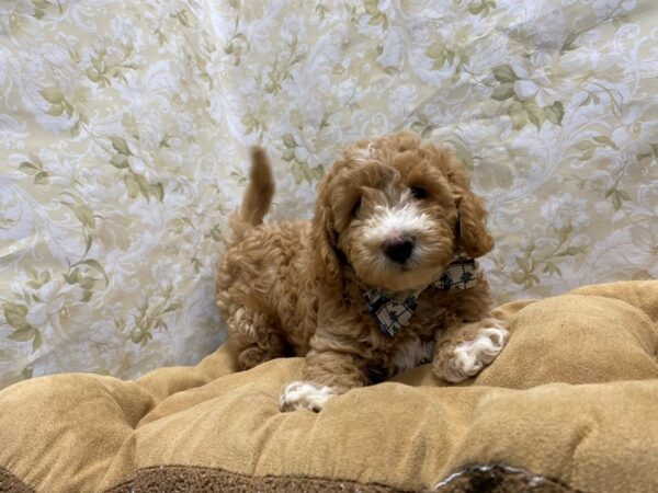 Goldendoodle-DOG-Male-lgt gld-5873-Petland San Antonio, TX