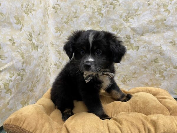 Australian Shepherd-DOG-Male-blk wh mkgs tn pts-5868-Petland San Antonio, TX