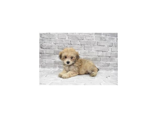 Yorkiepoo-DOG-Male-Apricot-5878-Petland San Antonio, TX