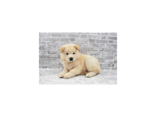 Chow Chow DOG Female Cream 5875 Petland San Antonio, TX