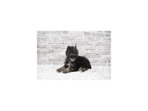 Miniature Schnauzer DOG Male Black and Silver 5876 Petland San Antonio, TX